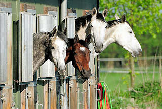 0698 Pferde stecken ihre Kpfe aus einer Stallung in Haselau, Kreis Pinneberg.