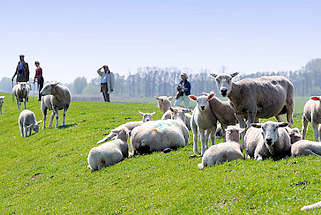 1062 Spaziergnger und Schafe auf dem Elbdeich an der Haseldorfer Binnenelbe; die Schafe liegen mit ihren Lmmern in der Sonne.