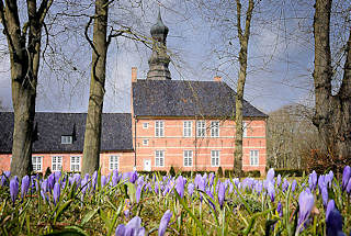 0789 Krokusblte beim Husumer Schloss - Lilafarbene Krokusse, im Hintergrund das Husumer Schloss.