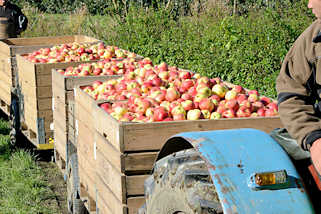 3711 Apfelernte im Alten Land - Trecker mit Anhngern, die mit frisch gepflckten pfeln gefllt sind.