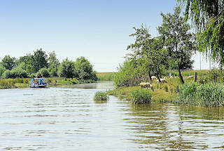 5596 Landschaft an den Ufern der Krckau - Schafe weiden im dichten Gras, ein Sportboot fhrt flussabwrts.