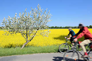 1228 Frhlingstour mit dem Fahrrad durch das Wendland - blhende Apfelbume am Strassenrand - gelbes Rapsfeld in Blte.
